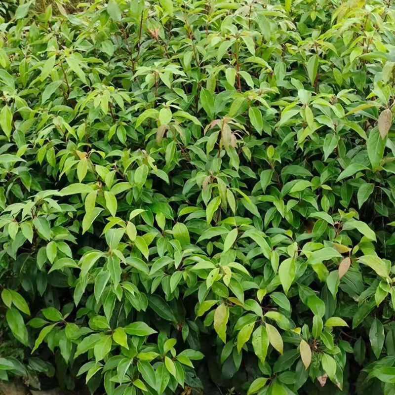 樟树苗产地直销大量上市量大从优欢迎各位老板咨询选购