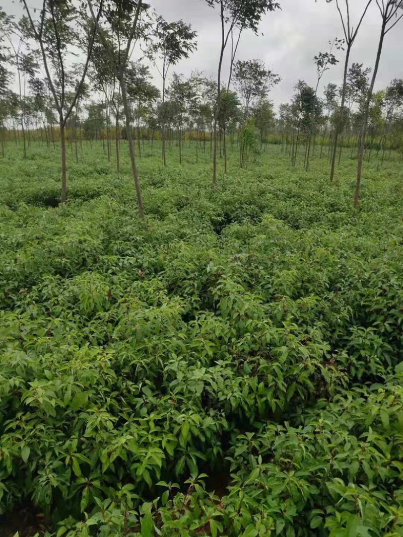 樟树苗产地直销大量上市量大从优欢迎各位老板咨询选购
