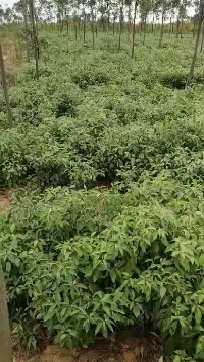 樟树苗产地直销大量上市量大从优欢迎各位老板咨询选购