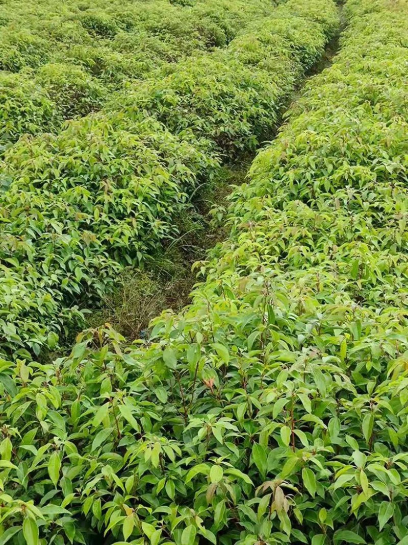 樟树苗产地直销大量上市量大从优欢迎各位老板咨询选购