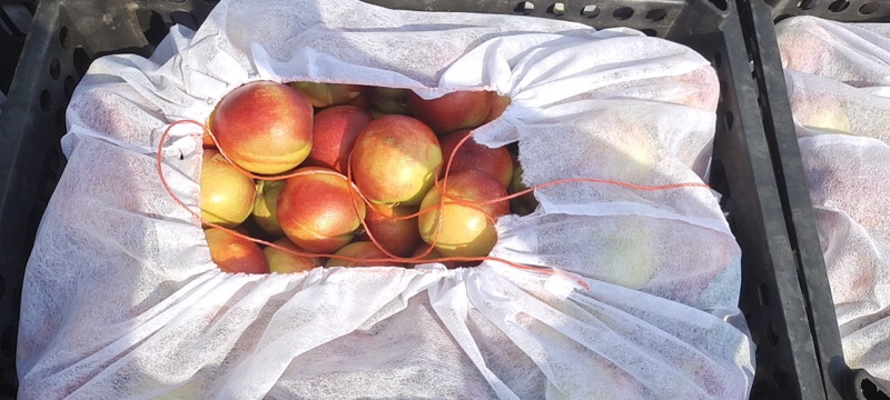 精品油桃大量上市产地直供量大货优欢迎咨询