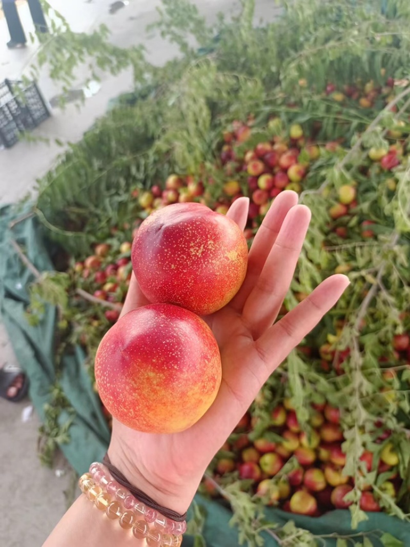 精品油桃大量上市产地直供量大货优欢迎咨询