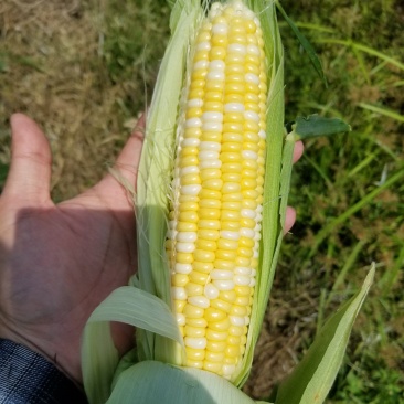 西双版纳精品水果玉米，花超、太阳花，需要的老板联系