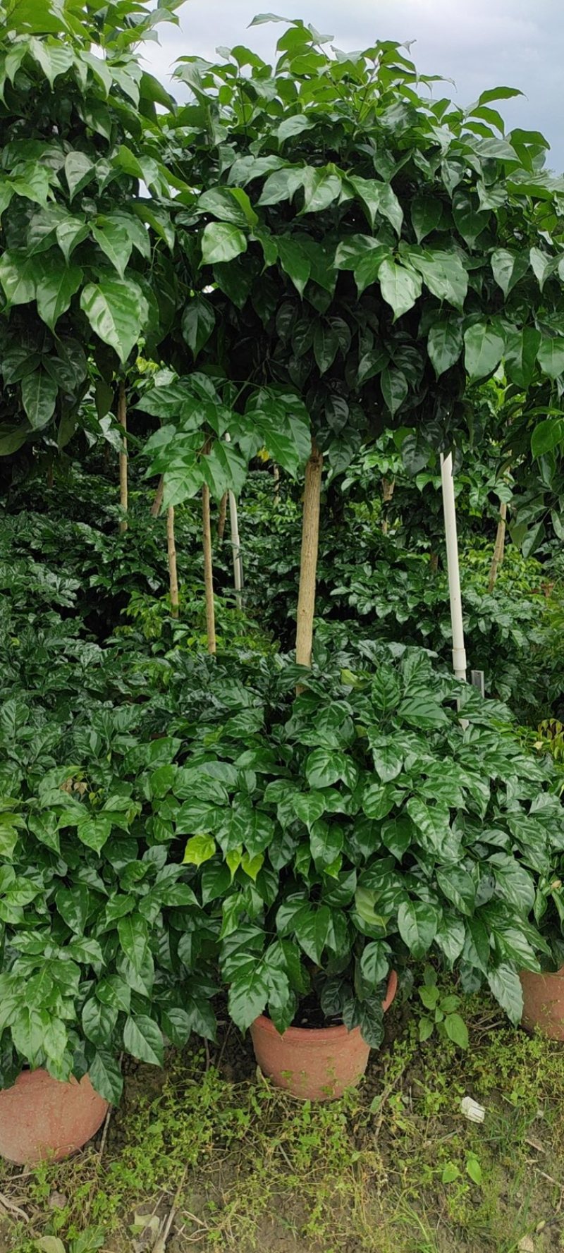 精品，优质，基地绿宝树，三层形状绿宝开平A货高度1米5。