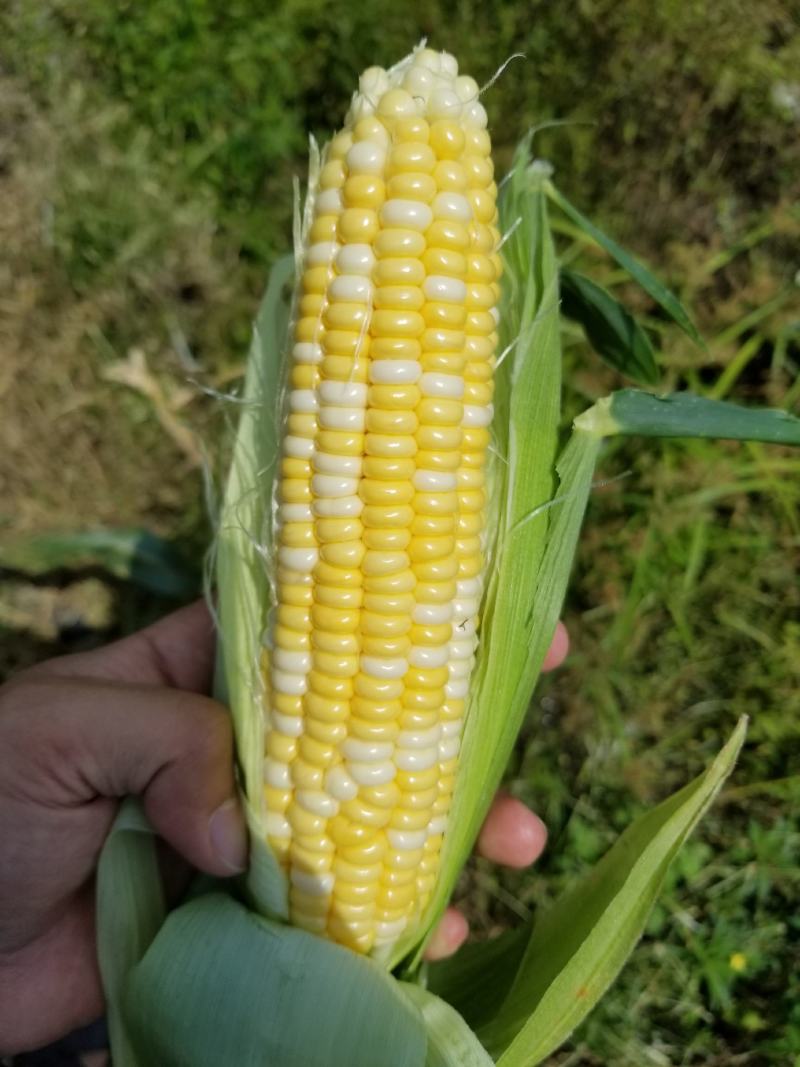 西双版纳精品水果玉米，花超、太阳花，需要的老板联系