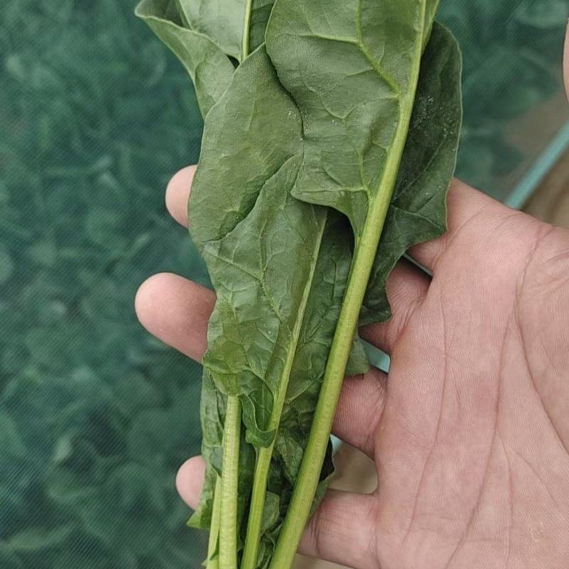 内蒙，山东菠菜基地