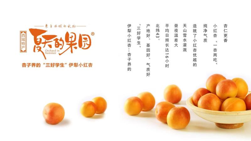夏天的果园伊犁小红杏