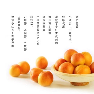 夏天的果园伊犁小红杏