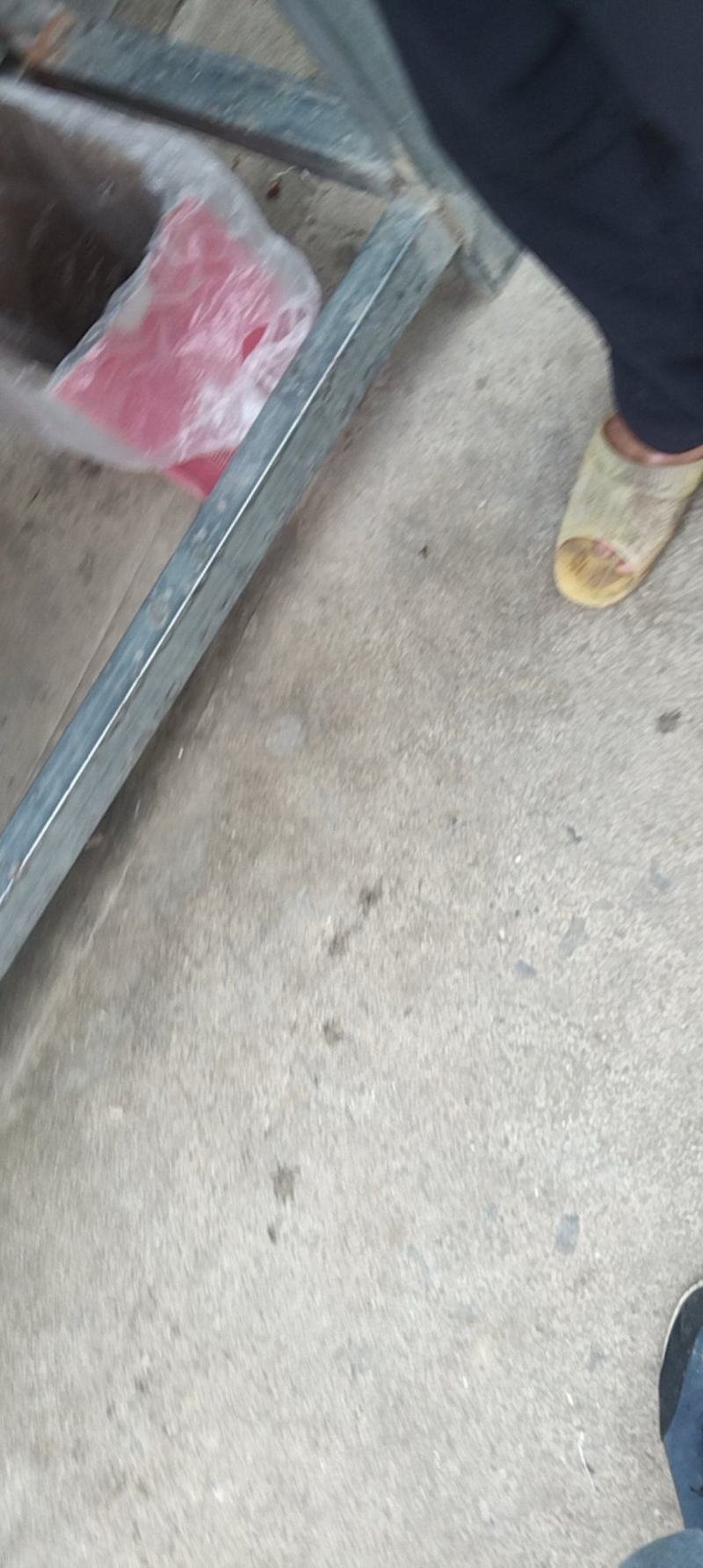 广西平乐县青龙石崖茶广西特产