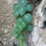 野生红藤金线吊乌龟千金藤（绿植药用都可以）
