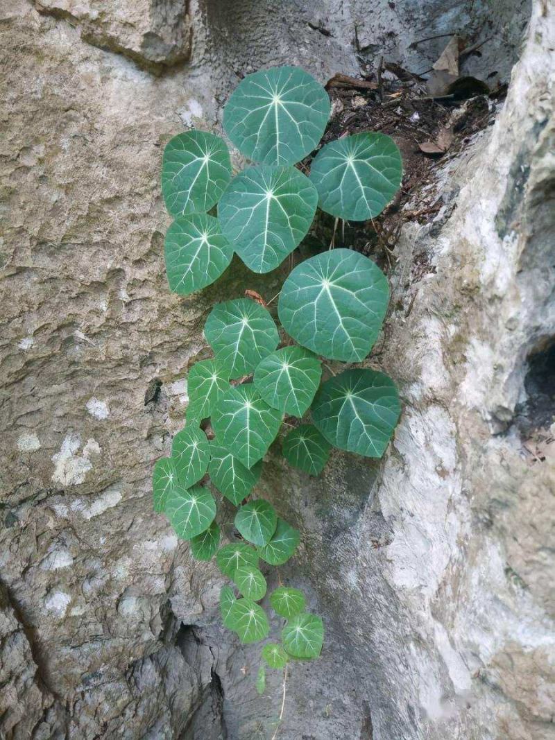 野生红藤金线吊乌龟千金藤（绿植药用都可以）