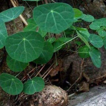 野生红藤金线吊乌龟千金藤（绿植药用都可以）