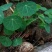 野生红藤金线吊乌龟千金藤（绿植药用都可以）