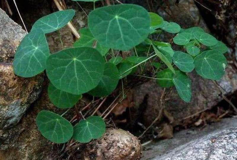 野生红藤金线吊乌龟千金藤（绿植药用都可以）