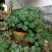 野生红藤金线吊乌龟千金藤（绿植药用都可以）