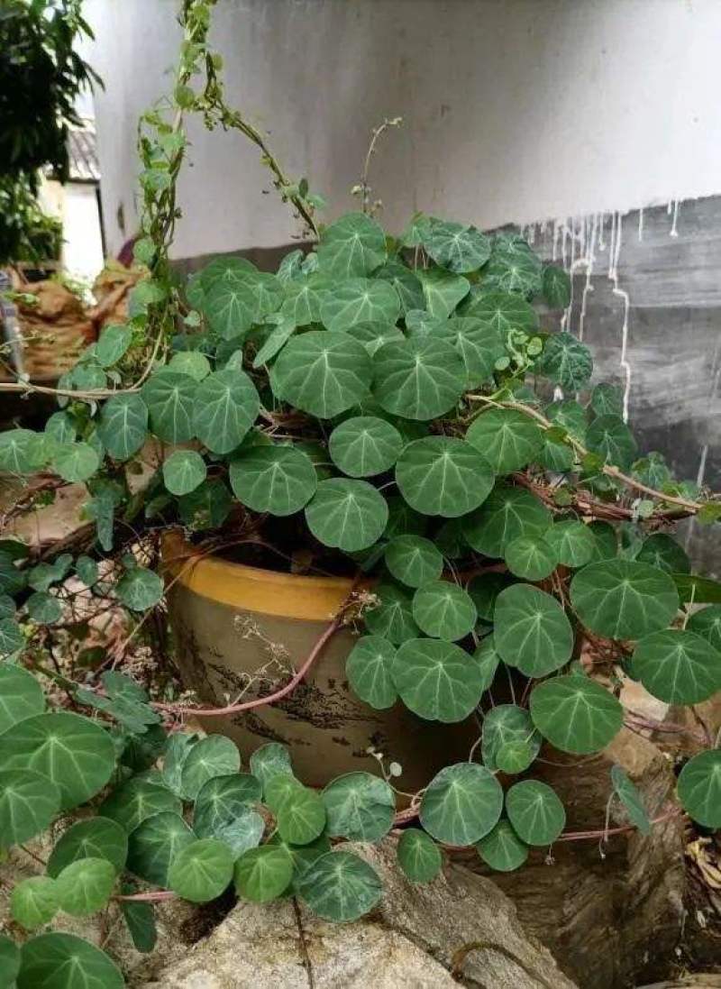 野生红藤金线吊乌龟千金藤（绿植药用都可以）
