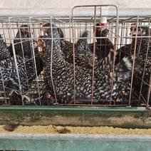 芦花鸡养殖场芦花鸡苗批发供应成年芦花鸡