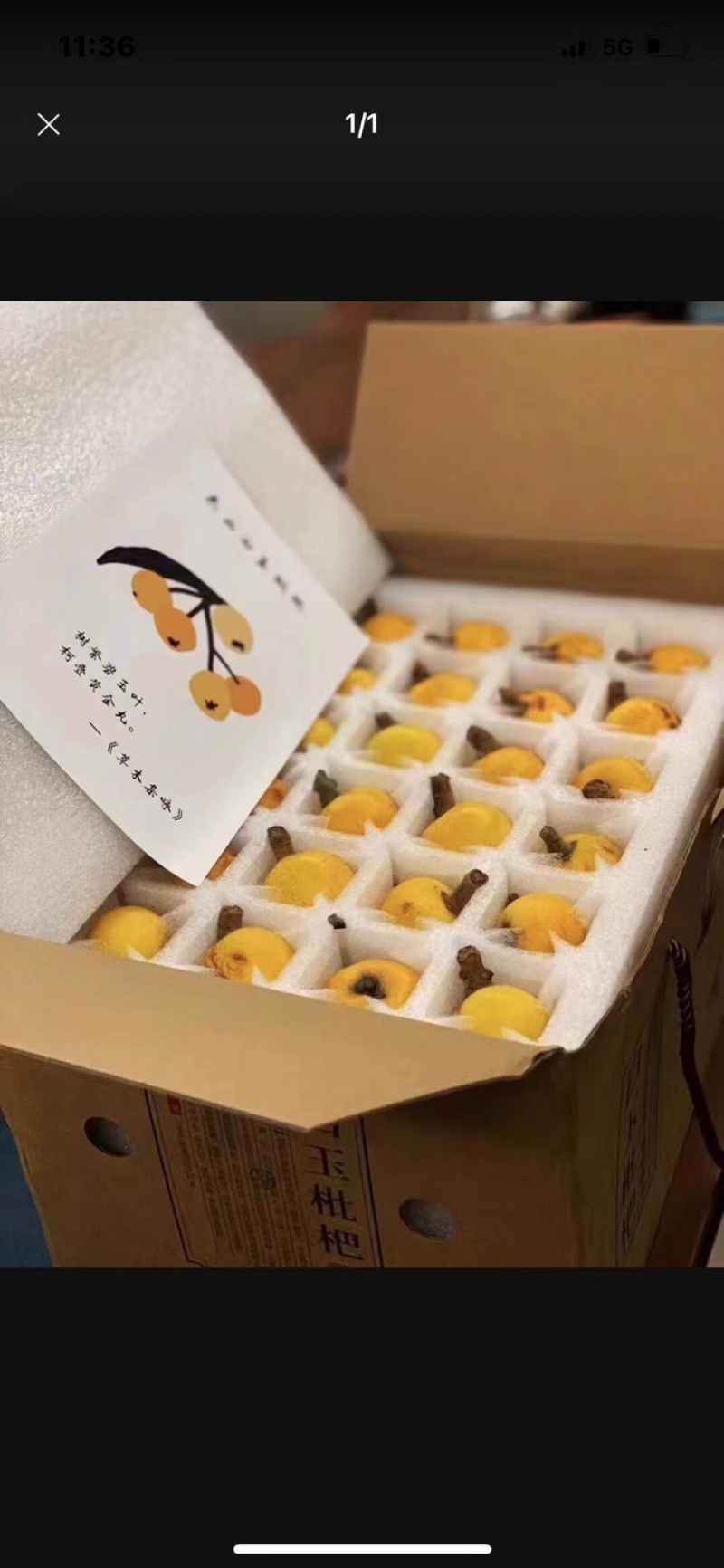 东山白玉枇杷