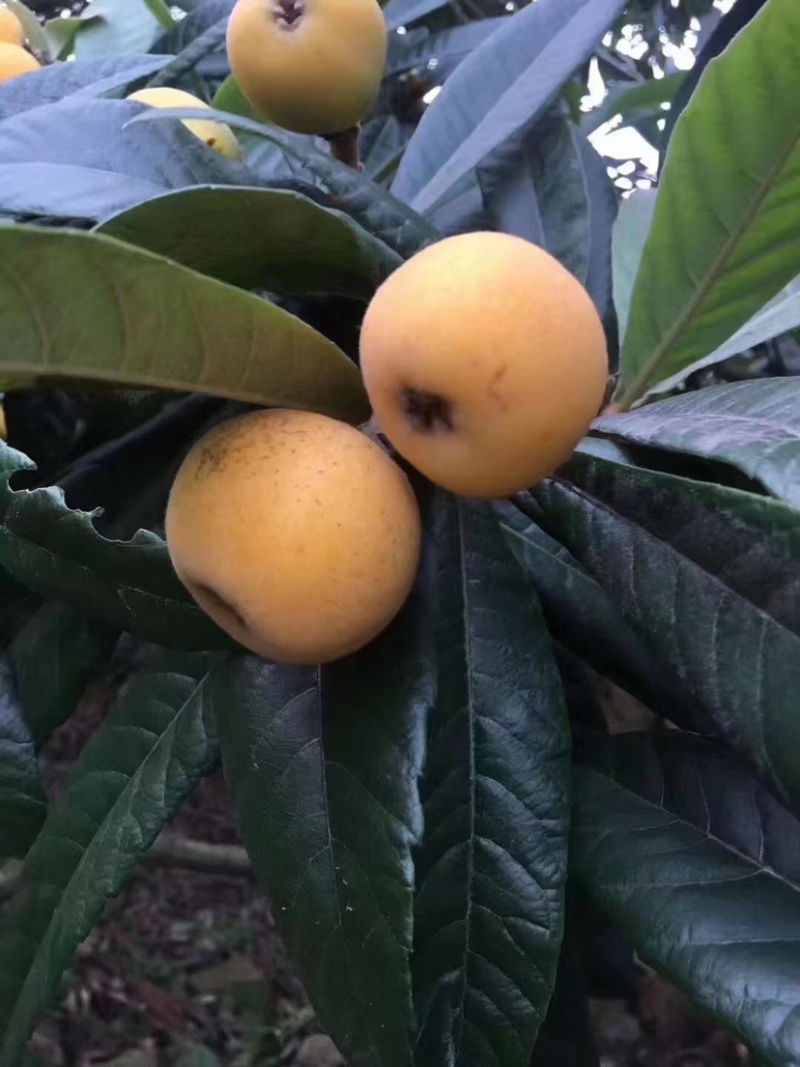 东山白玉枇杷