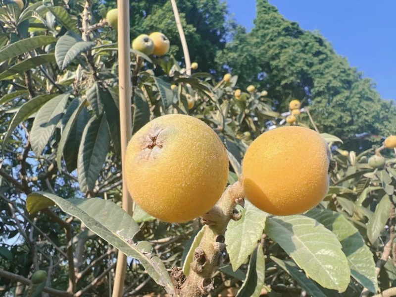 东山白玉枇杷