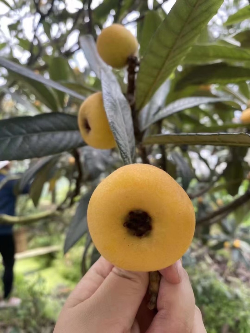 东山白玉枇杷