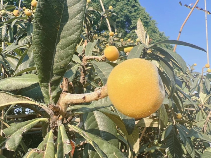 东山白玉枇杷