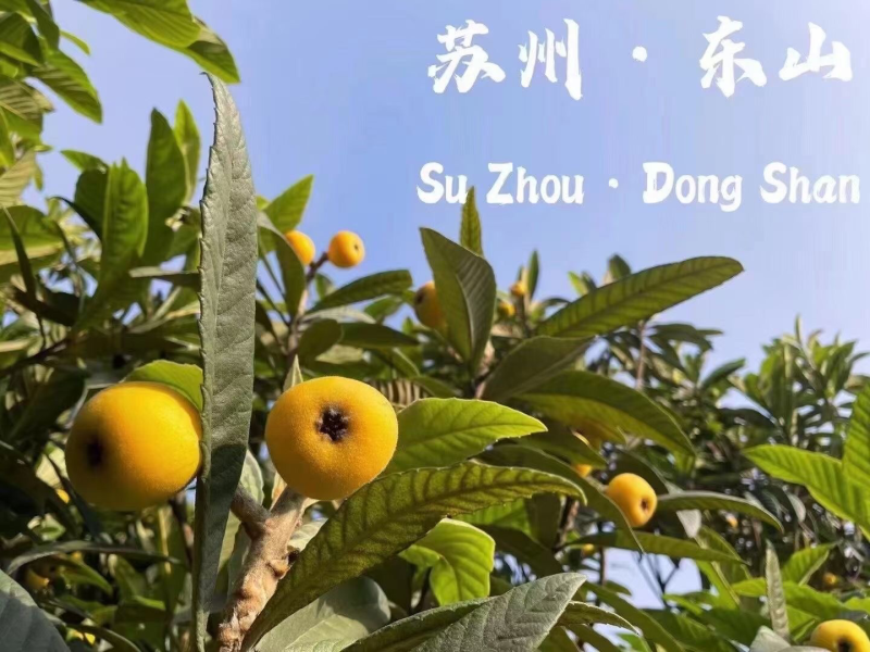 东山白玉枇杷