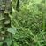 野生常春藤，爬山虎，三角枫，绿篱爬墙植物，可盆栽绿化！！