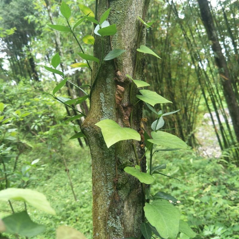 爬山虎，绿篱爬墙植物，可盆栽绿化！！