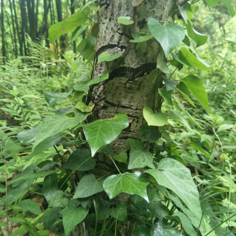 爬山虎，绿篱爬墙植物，可盆栽绿化！！