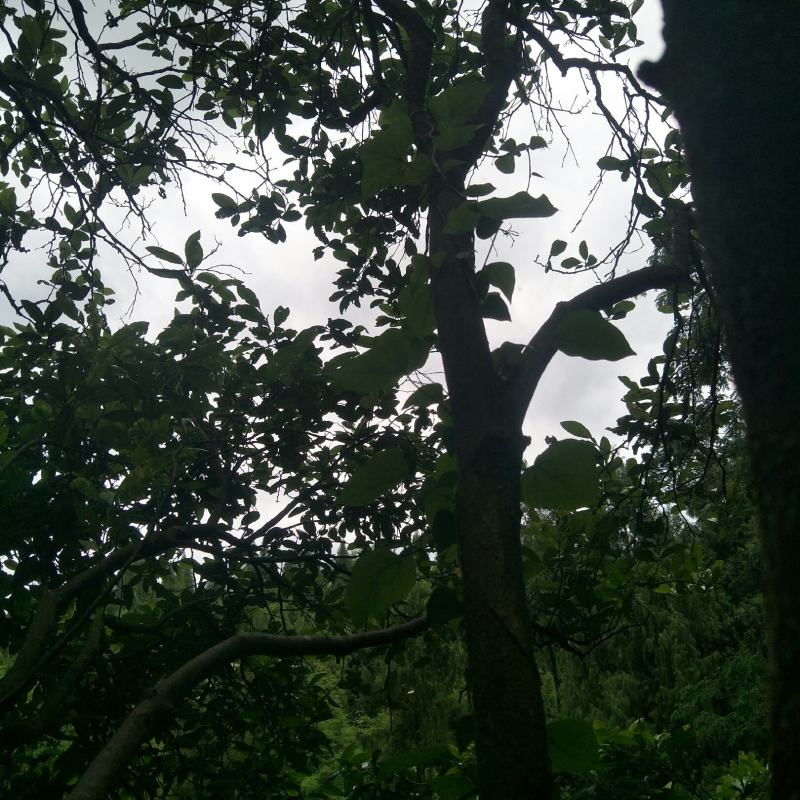 爬山虎，绿篱爬墙植物，可盆栽绿化！！