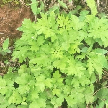 野生茵陈苗，白蒿苗，天然生长无化肥农药污染药用价值多！！