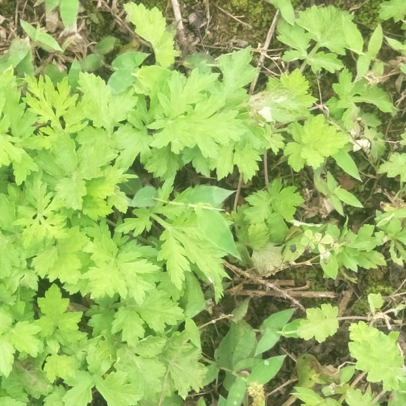 野生茵陈苗，白蒿苗，天然生长无化肥农药污染药用价值多！！