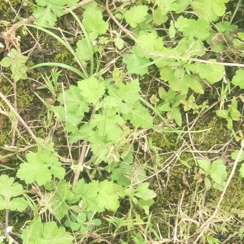 野生茵陈苗，白蒿苗，天然生长无化肥农药污染药用价值多！！