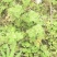野生茵陈苗，白蒿苗，天然生长无化肥农药污染药用价值多！！
