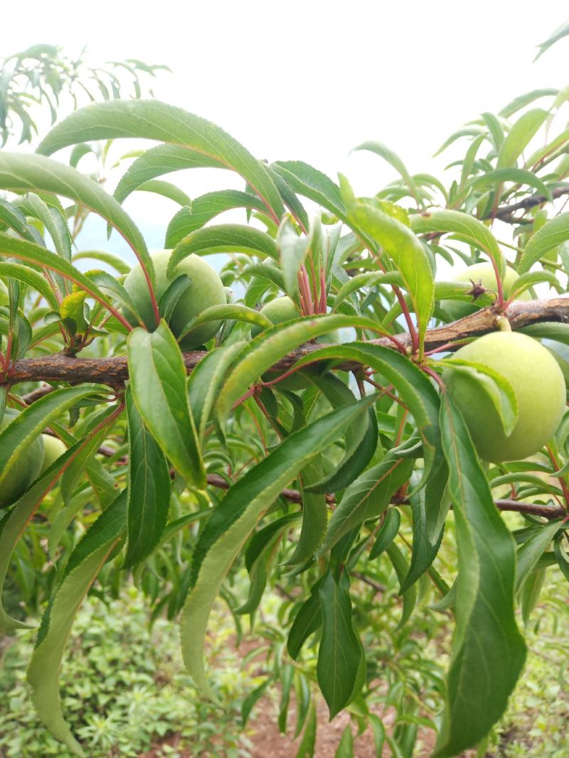 蜂糖李