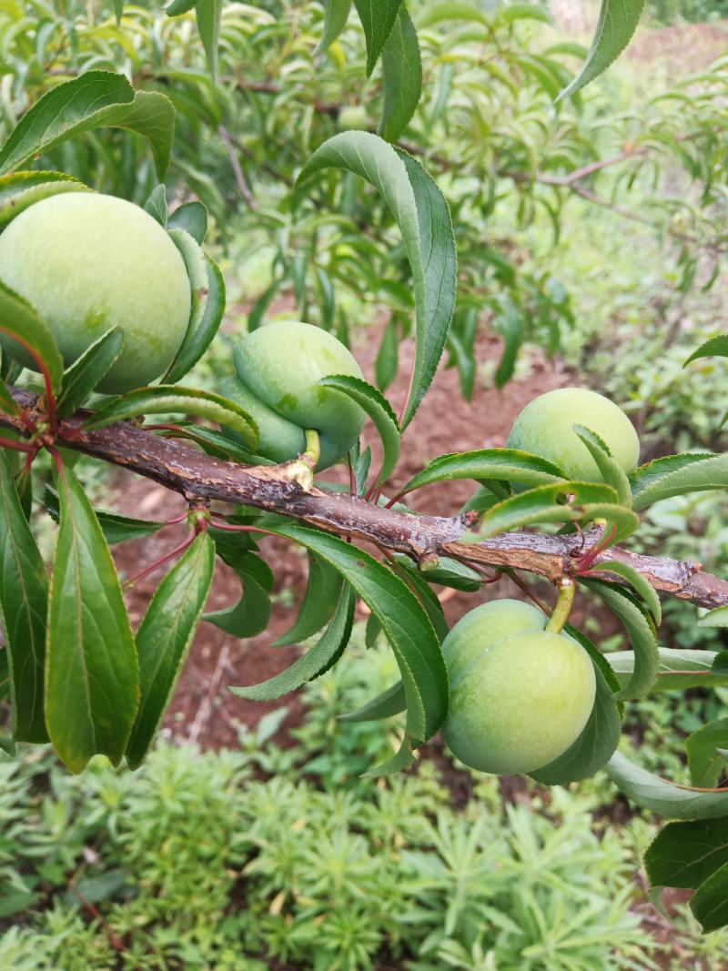 蜂糖李