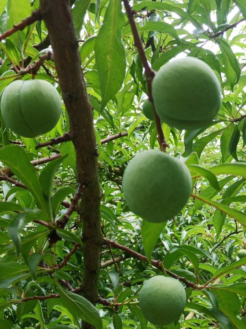 蜂糖李