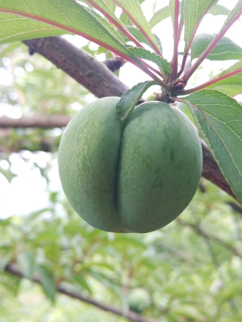 蜂糖李