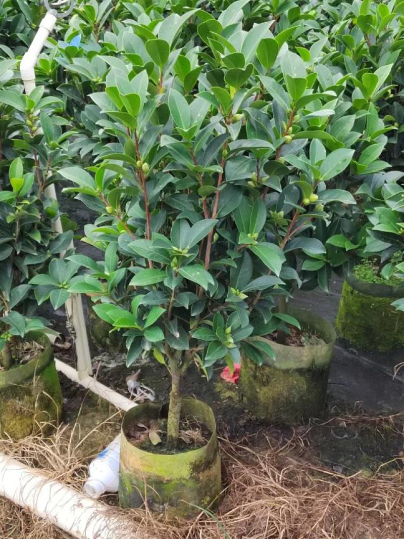 四季重瓣茶花基地直销