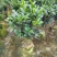 四季重瓣茶花基地直销