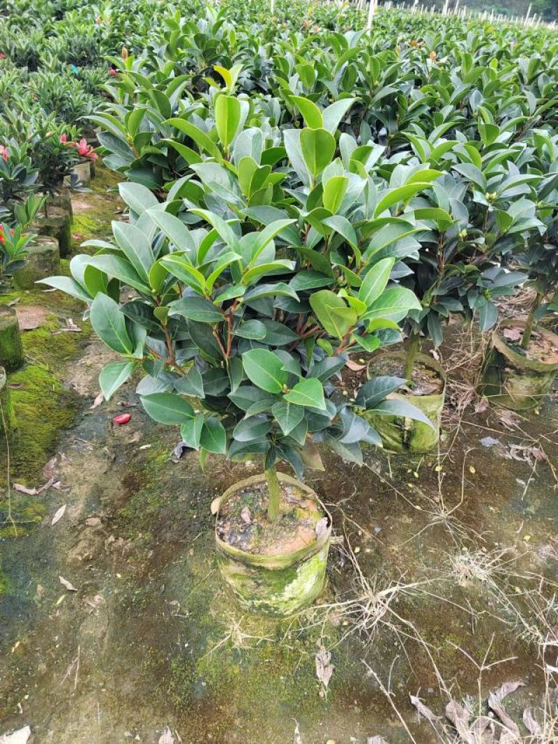 四季重瓣茶花基地直销