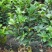 四季重瓣茶花基地直销