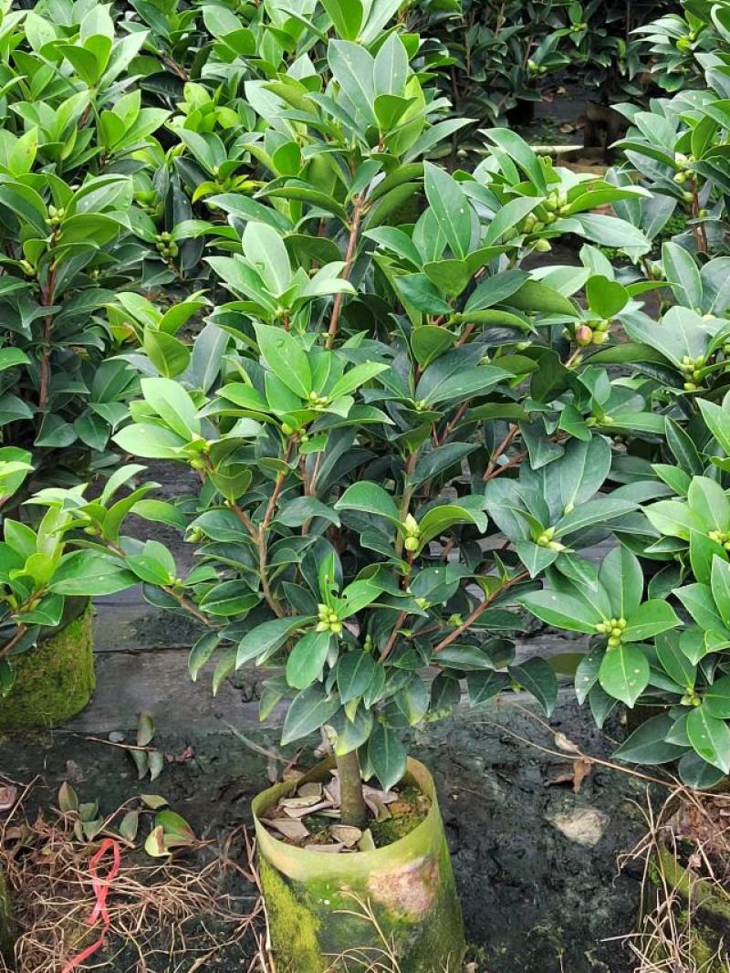 四季重瓣茶花基地直销