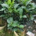 四季重瓣茶花基地直销