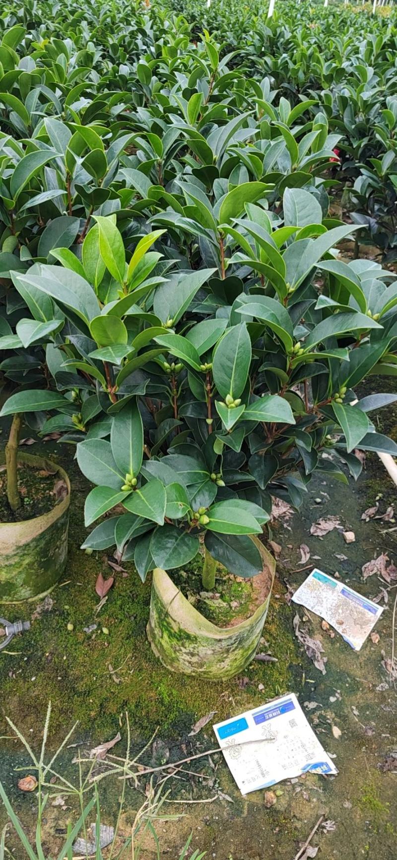 四季重瓣茶花基地直销