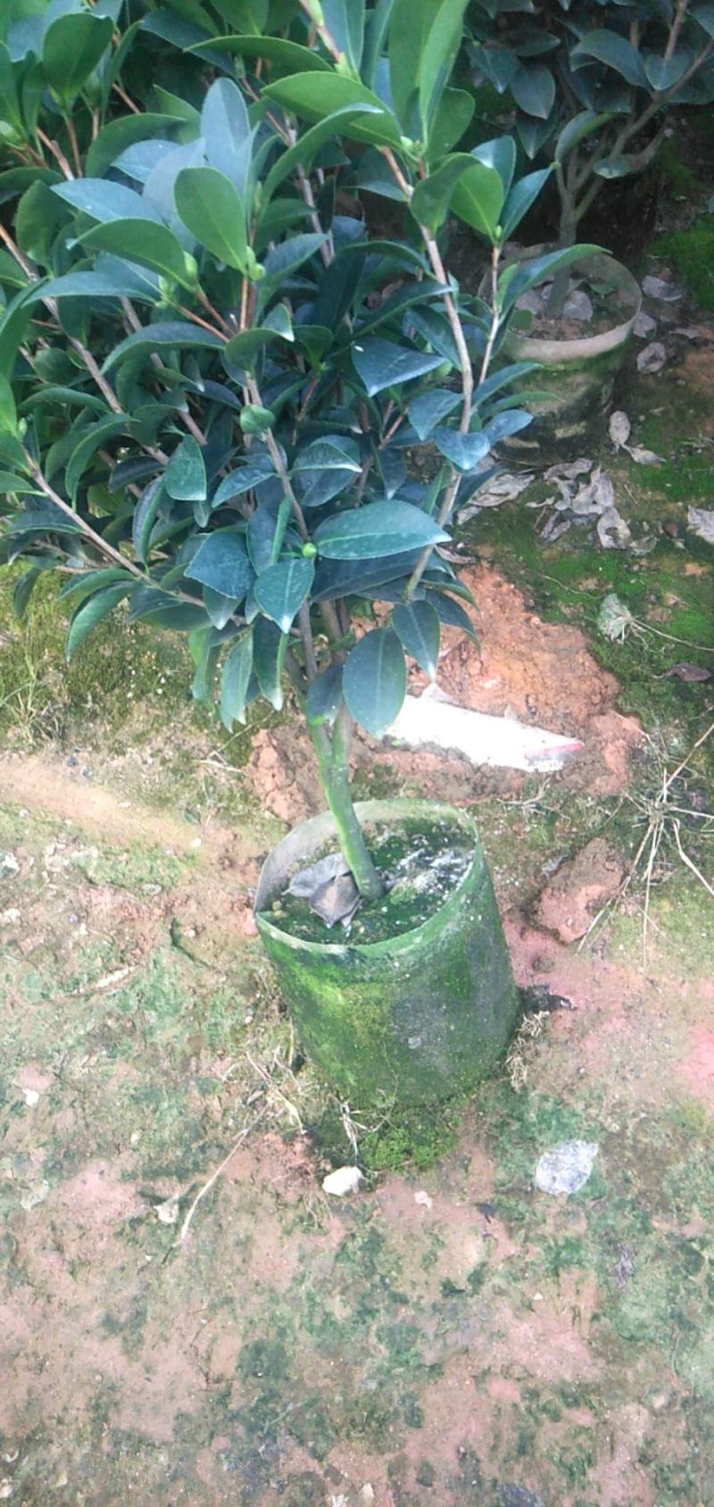 四季重瓣茶花基地直销