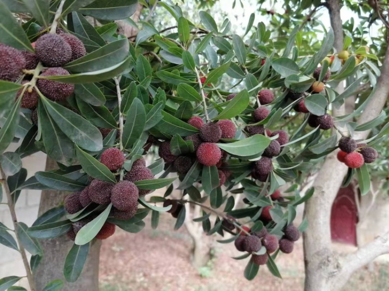 老树杨梅
