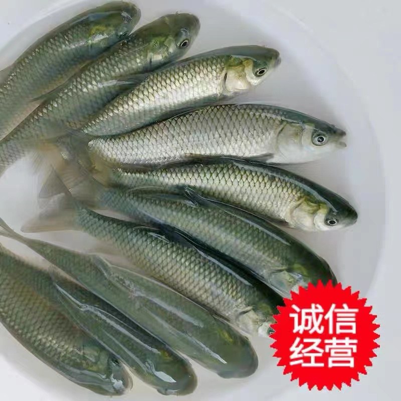 湖南大型各种鱼苗批发