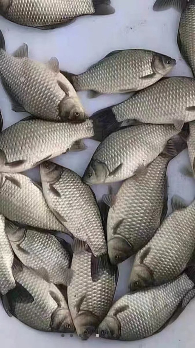 湖南大型各种鱼苗批发